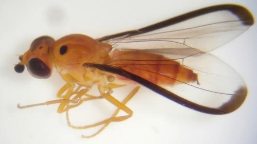 Pseudochromatopterum rileyi